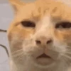 Loving kittens 12