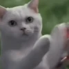 GATINHOS ANIMADOS 6