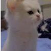 Gatos Tiktok😺 5