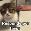 Gatitos Locos 2😼 10