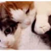 Gatos entre TAPAS&BEIJOS 6