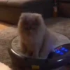 Kucing GIFs 7