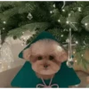 Am♥️PETS 5