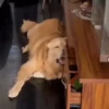 Doguinhos + reações 🐾 28