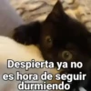 Gatitos Locos 2😼 8