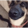 Reações do cão 11