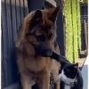 Reações E FoFuRaS 18