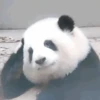 🐼 PANDA MIX 🐼 10