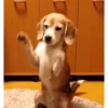 Filhotes Animados 5