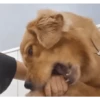 Reações E FoFuRaS 9