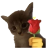 GATINHOS ANIMADOS 5