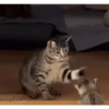 Gatos entre TAPAS&BEIJOS 22