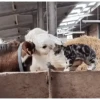 Am♥️PETS 13