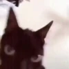 Gatitos memes 1.0😻 10