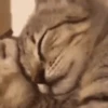Loving kittens 5