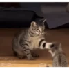 Gatos entre TAPAS&BEIJOS 26