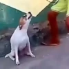 Doguinhos + reações 🐾 8