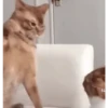 Gatos entre TAPAS&BEIJOS 25