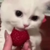 Loving kittens 10