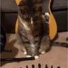 Gatos Tiktok😺 12