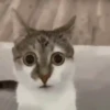 GATINHOS ANIMADOS 15