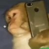 🐵•Moniiitos #2 6