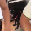 Doguinhos + reações 🐾 5
