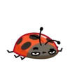 Catarinas 1 🐞 MOV. 🇲🇽 17