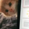 Kucing GIFs 10
