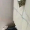 Gatitos memes 1.0😻 17