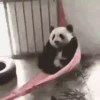 🐼 PANDA MIX 🐼 7