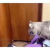Gatos entre TAPAS&BEIJOS 20