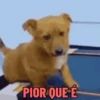 🐕 Coitadolândia de Cachorrinho 18