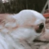 Веселые собаки 15