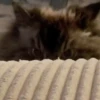 Kucing GIFs 13