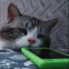 Kucing GIFs 14