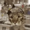GATINHOS ANIMADOS 9