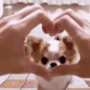 🐶Dog🐶⛧1🇪🇸Movi 21