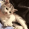 Loving kittens 8