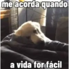 🐕 Coitadolândia de Cachorrinho 5