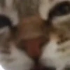 Kucing GIFs 8