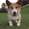 Doguinhos + reações 🐾 10