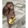 MACAQUINHO GIF 5