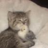 Loving kittens 7