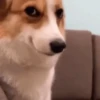 🙈Perritos de todo🙈 7