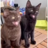 Gatos Tiktok😺 8