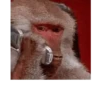 MACAQUINHO GIF 16