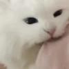 Loving kittens 11