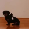 Doguinhos + reações 🐾 9