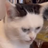 GATINHOS ANIMADOS 8